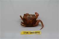 藏品(紅螯螳臂蟹)的圖片